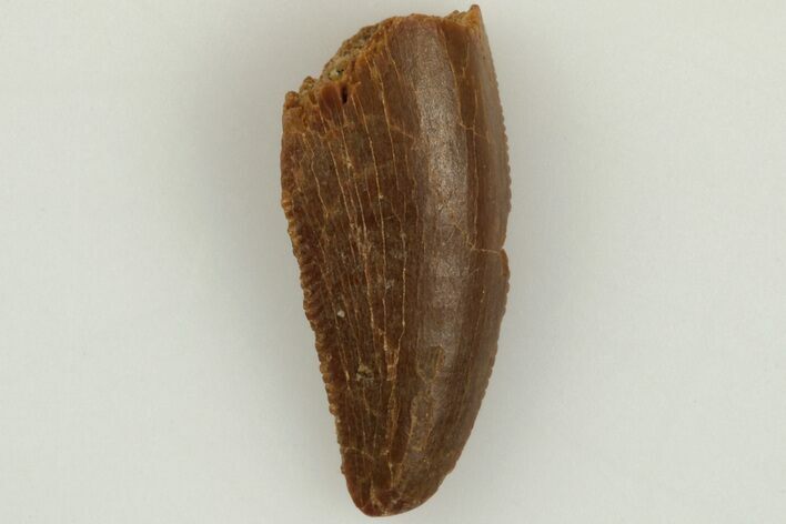 Serrated, Raptor Tooth - Real Dinosaur Tooth #203399